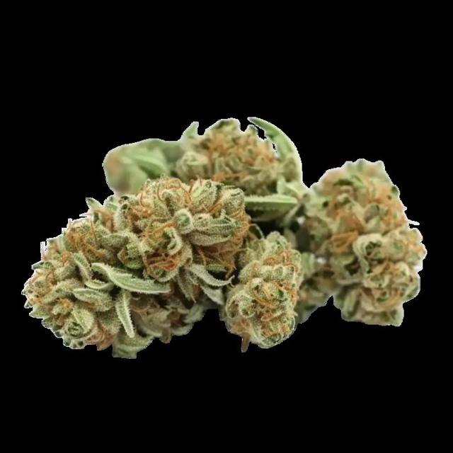 Kush Mints Auto — Preservation Line, 5-pack