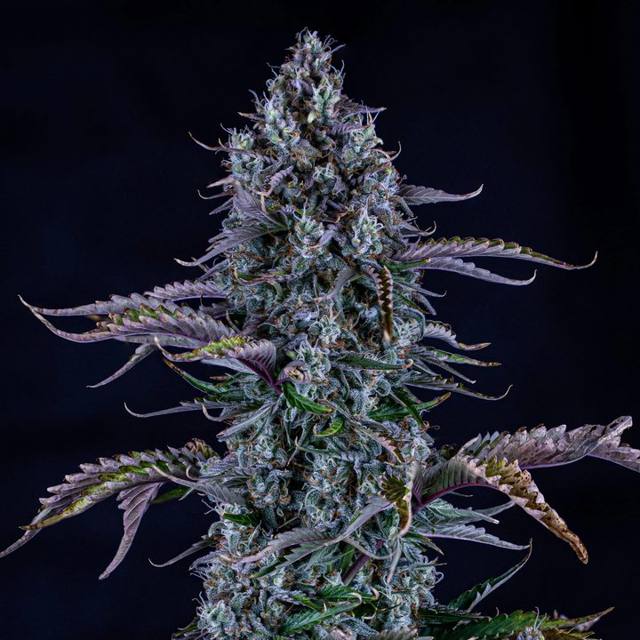 Ripleys OG — FEM Auto, highest rated