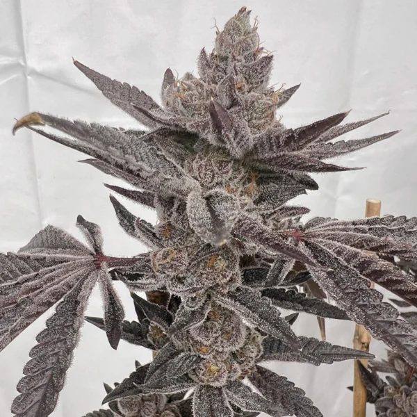 Mad Dog Feminized — 6-pack