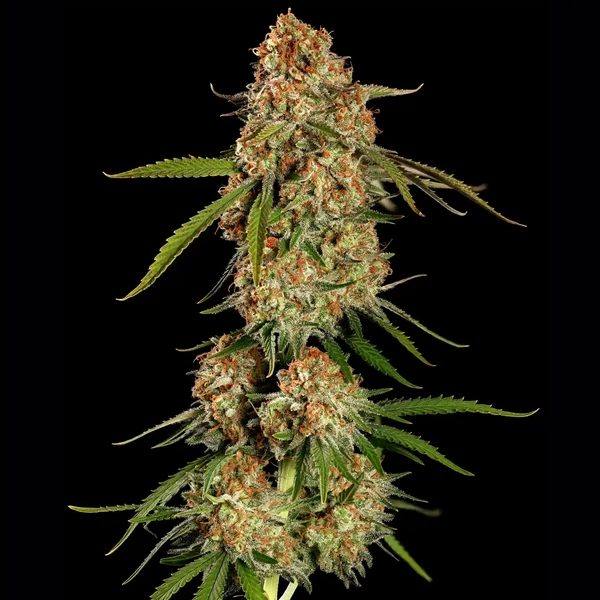 Alien OG Feminized — 5-pack