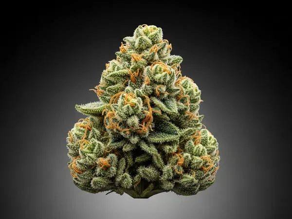 Northern Lights Feminized — 5-pack