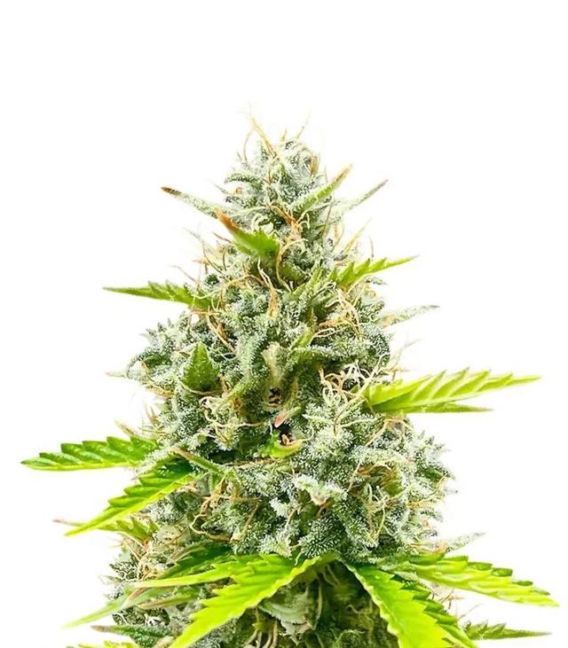 Durban Poison Autoflower — 5-pack