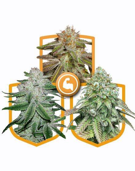 BOGO free on 30+ strains + free-seed tiers