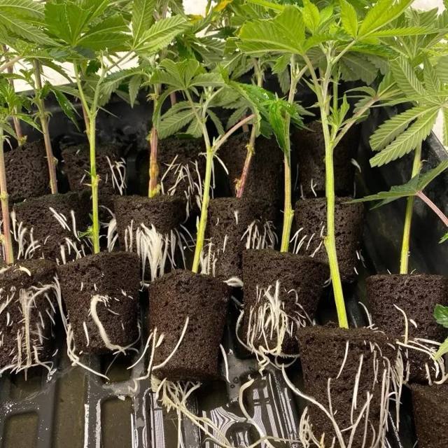 ACC breeder cuts — verified breeder strains