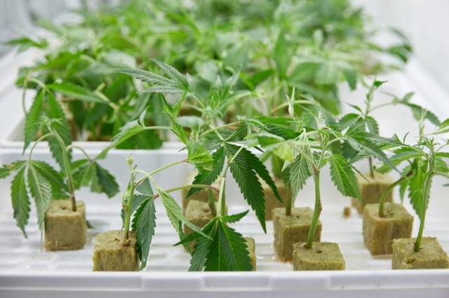 Rooted clone packs — 2 / 4 / 6 packs