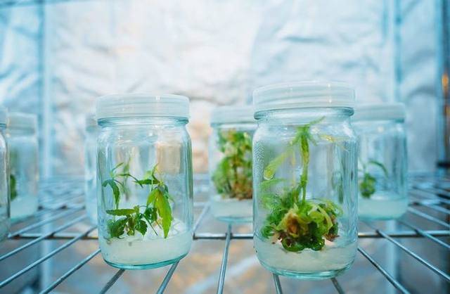Tissue-culture clones