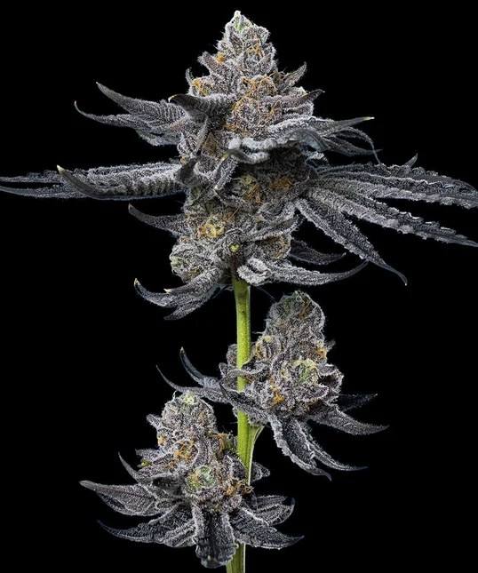 LFG Clone — Barney's Farm x B-Real collaboration cutting
