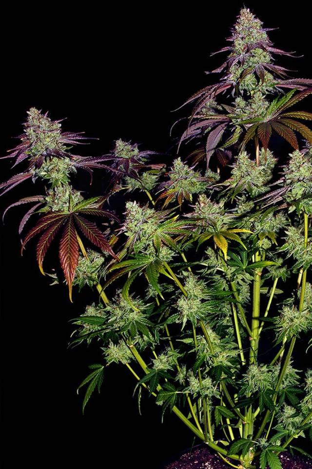 Barney's Farm cannabis clones — rooted cuttings