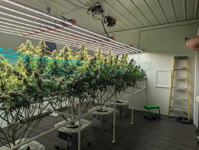 Goliath grow tent discount — code GOLIATH