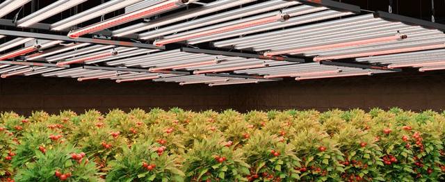 GlowR80 LED grow light