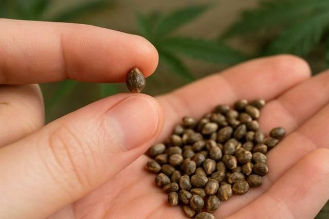 Mt. Zion Seeds — Million Seed Giveaway