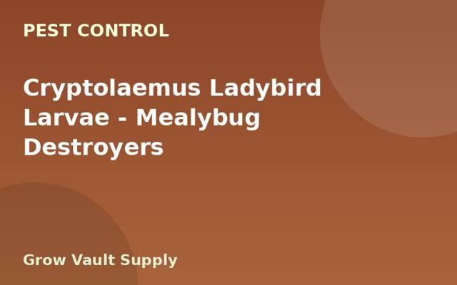 Cryptolaemus Ladybird Larvae — Mealybug Destroyers