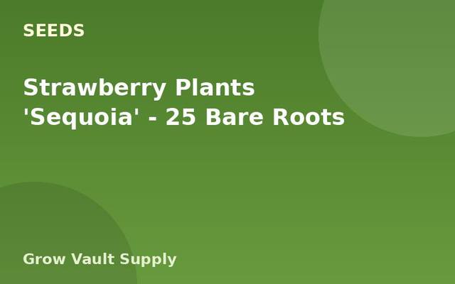 Strawberry Plants 'Sequoia' — 25 Bare Roots