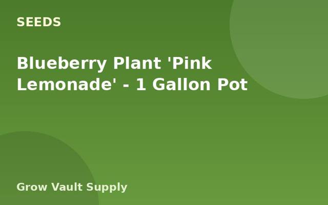 Blueberry Plant 'Pink Lemonade' — 1 Gallon Pot