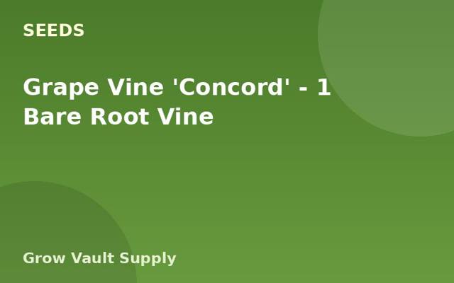 Grape Vine 'Concord' — 1 Bare Root Vine